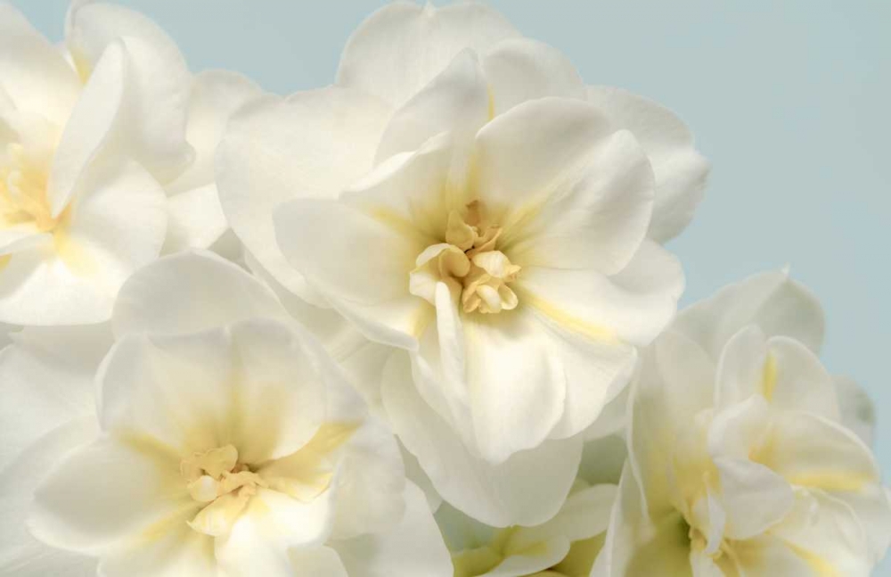 Art Print: Winter Whites