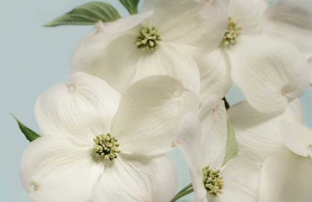 Art Print: Spring Whites
