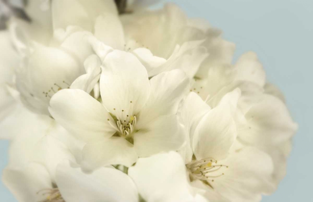 Art Print: Summer Whites