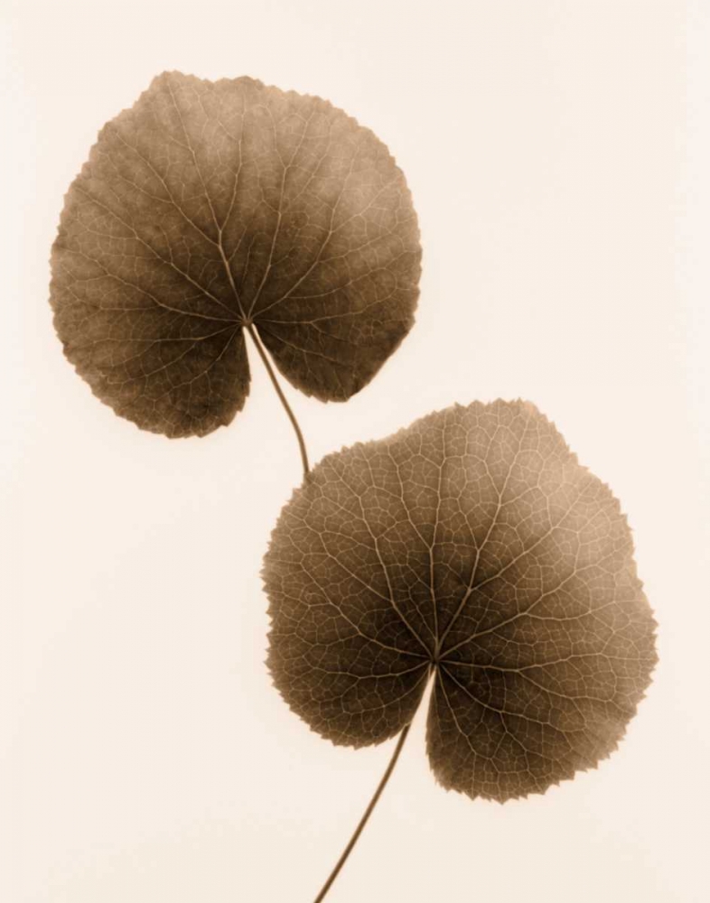 Art Print: Galax Leaf