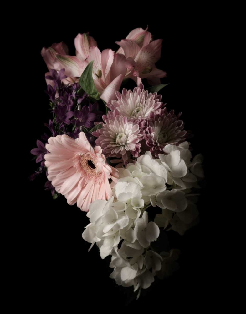 Art Print: Midnight Gerbera