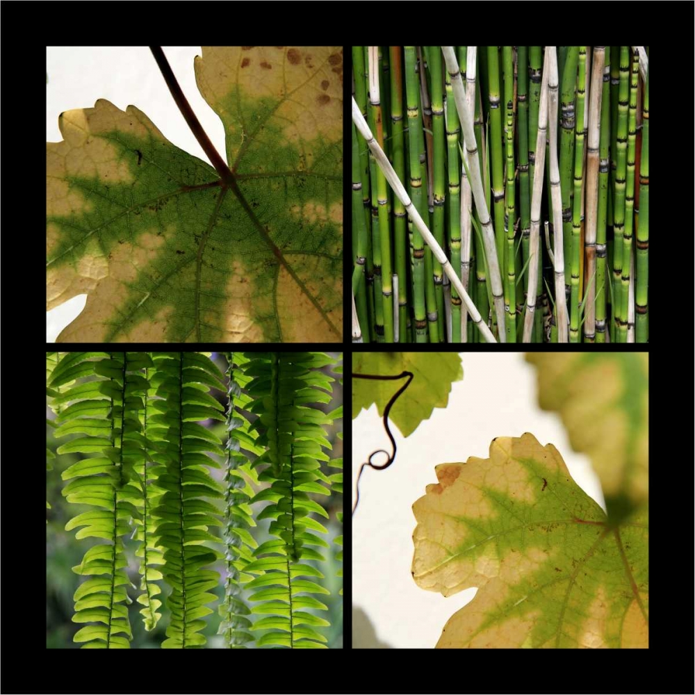 Wall art: Nature Shapes, by Rauscher, Michel