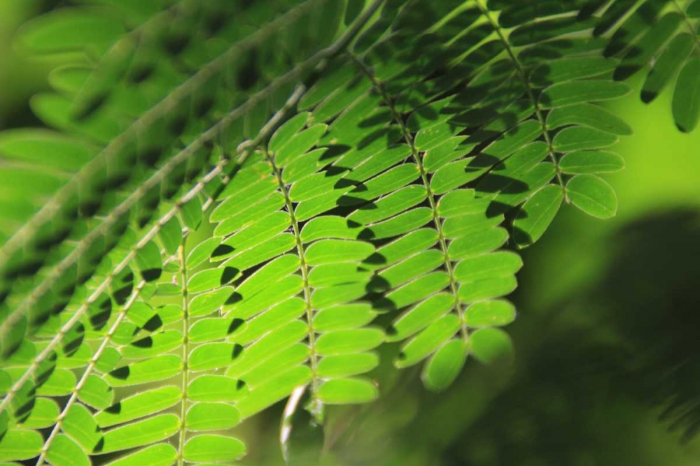 Art Print: Fresh Green 1