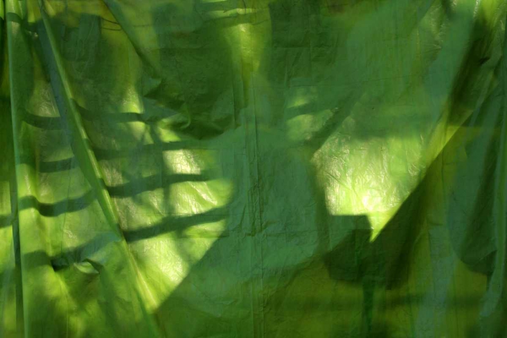 Art Print: Fresh Green 3