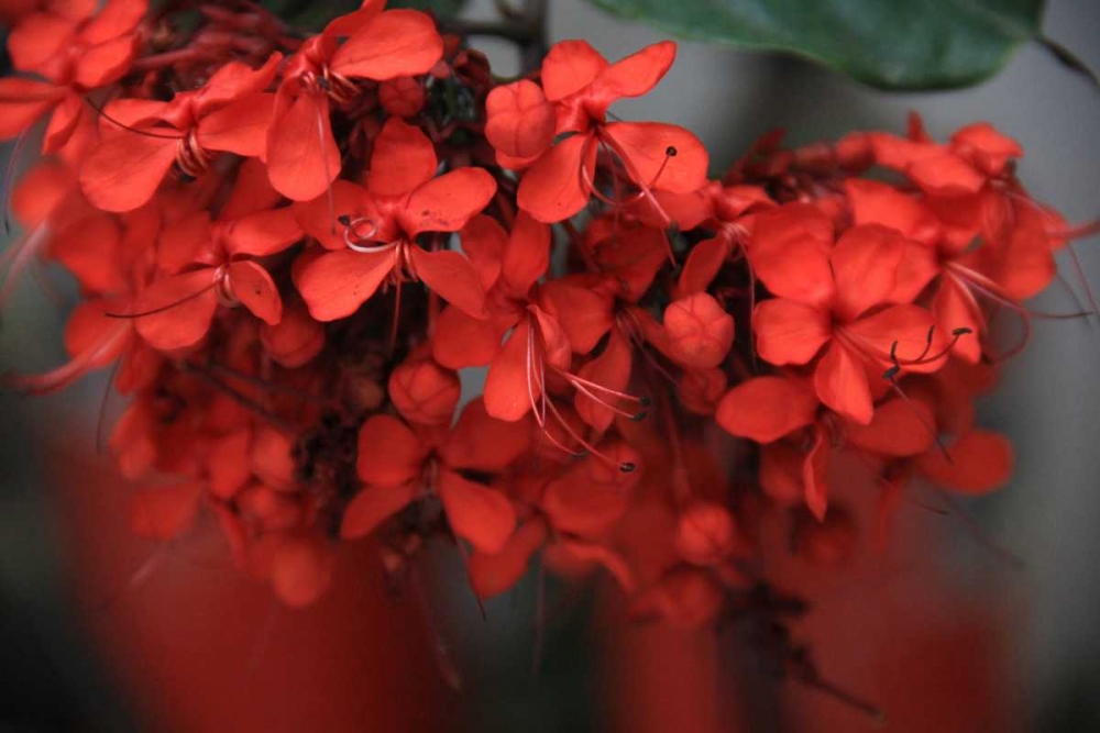 Art Print: Red Autumn 1