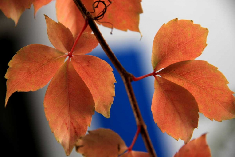 Art Print: Red Autumn 2