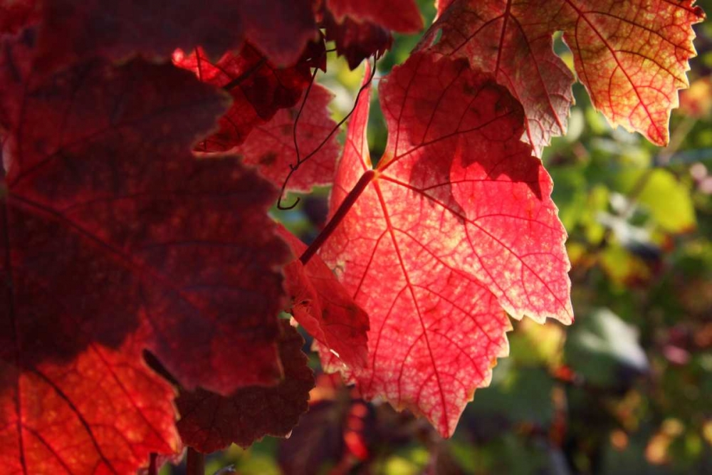 Art Print: Red Autumn 4