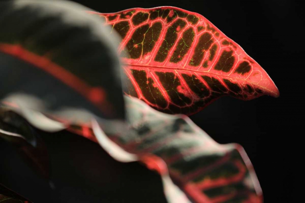 Art Print: Global Vessel 4