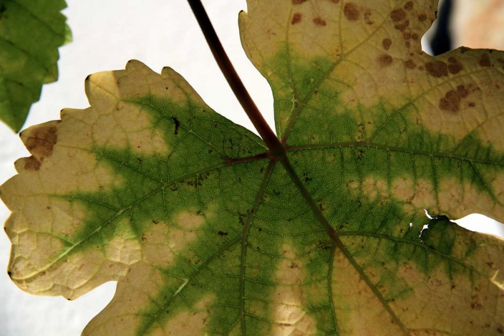 Art Print: Nature Shapes 1