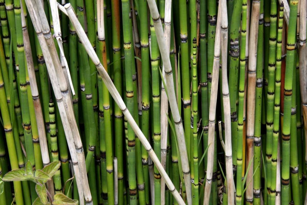 Art Print: Nature Shapes 2