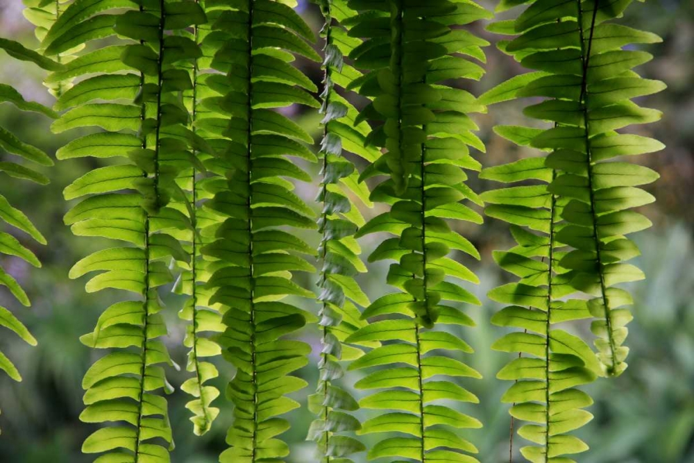 Art Print: Nature Shapes 3