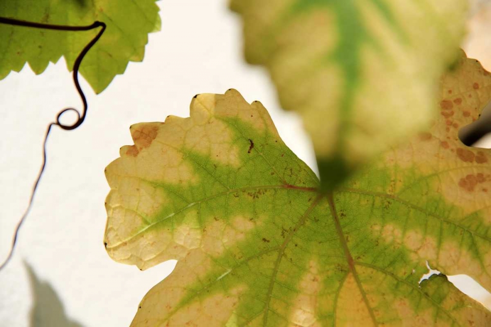 Art Print: Nature Shapes 4