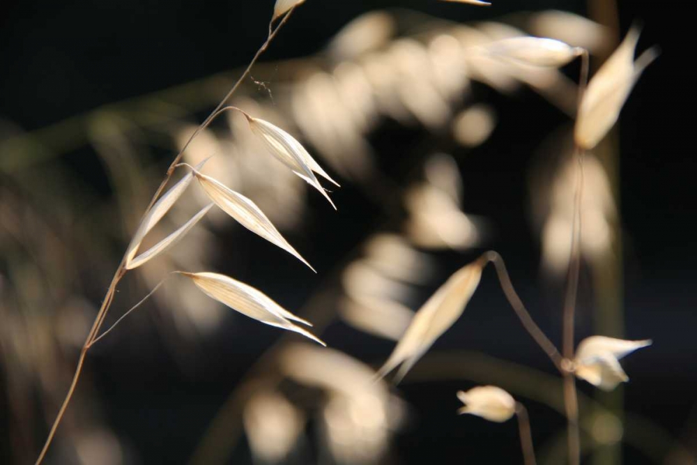 Art Print: Moonlight Enchantment 3