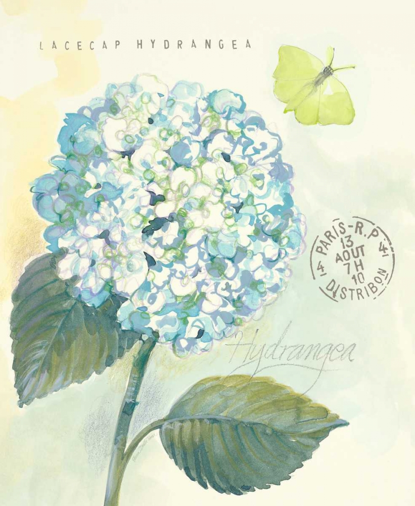 Art Print: Claires Garden Hydrangea