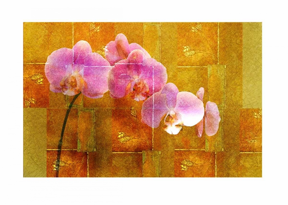 Wall Art Painting id:59593, Name: Sheer Pink Orhcid, Artist: Robertson, Walter 