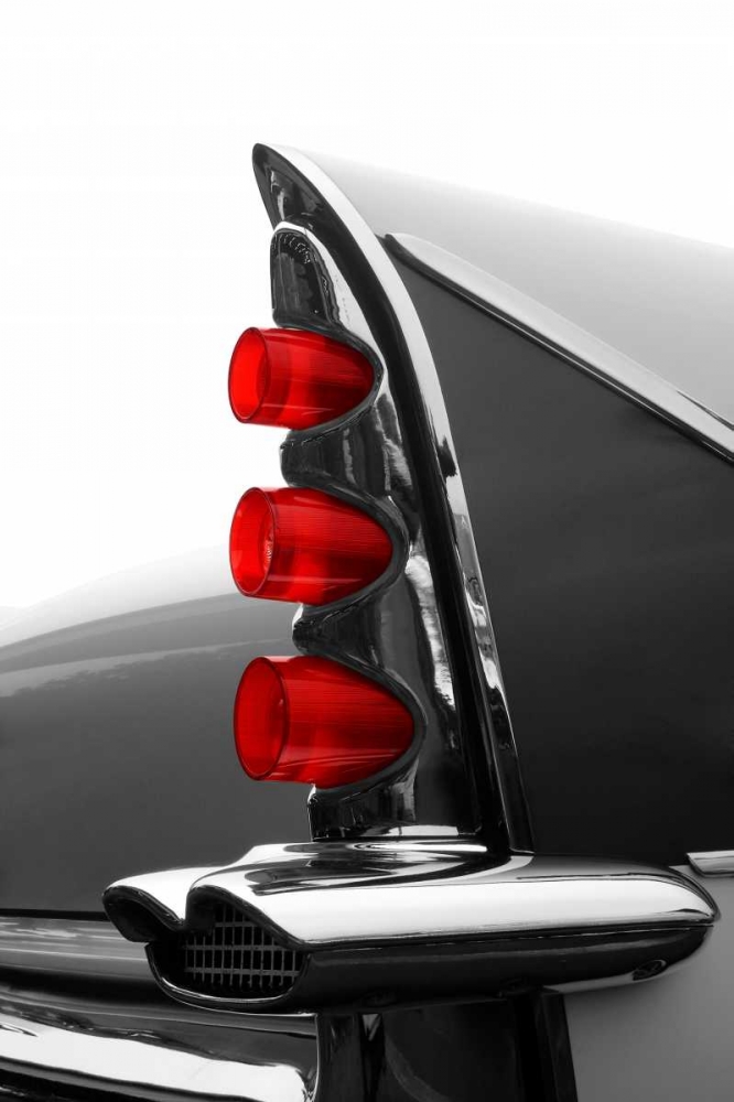 Art Print: Gray Tailfin