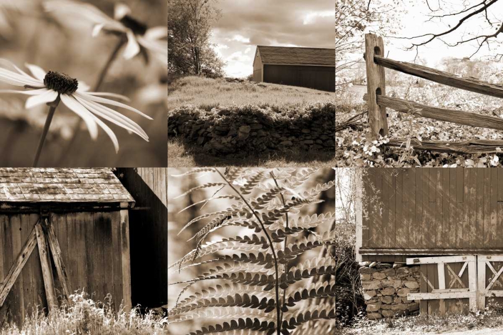 Art Print: Roadside Beauty