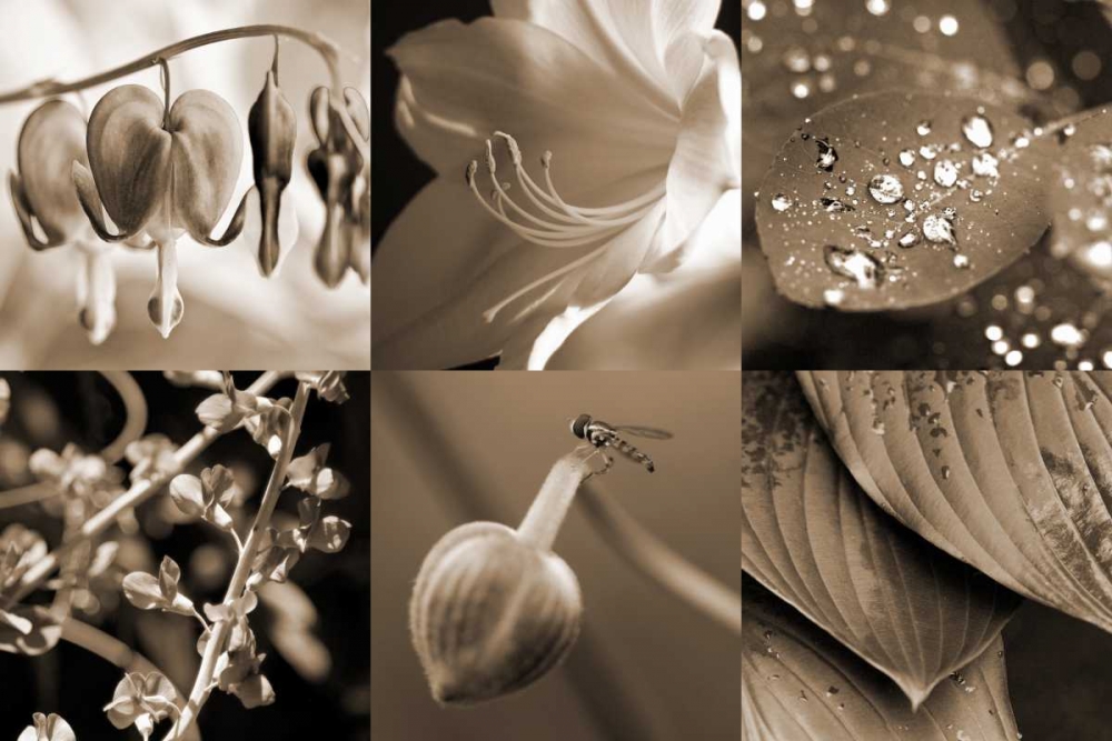 Art Print: Garden Path