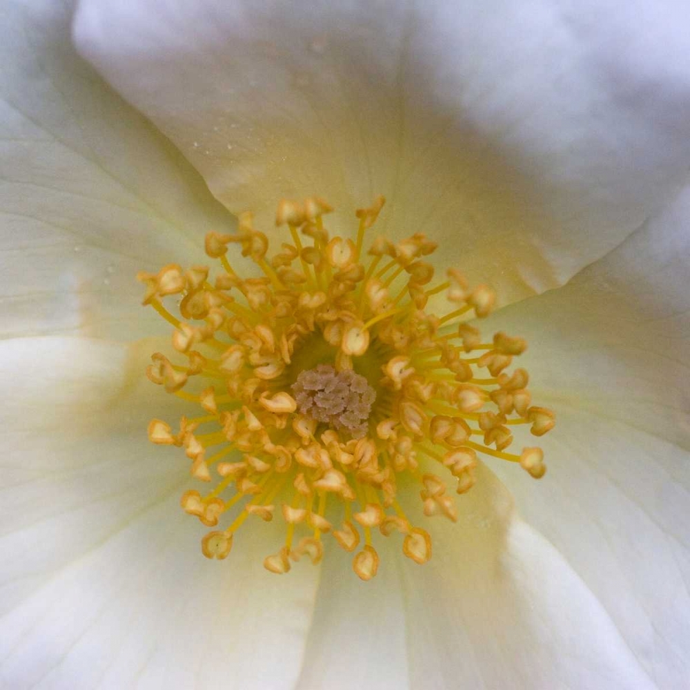 Art Print: Cosmos Center