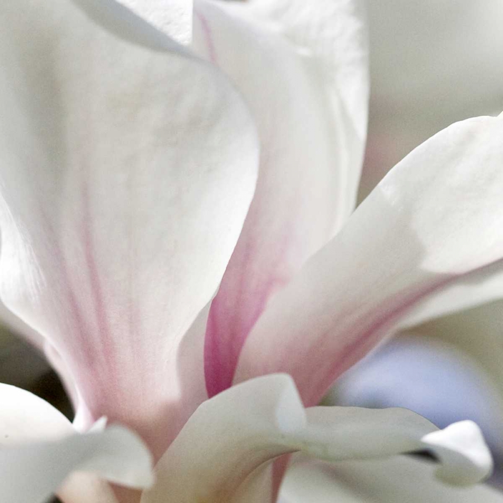 Art Print: Magnolia Essence