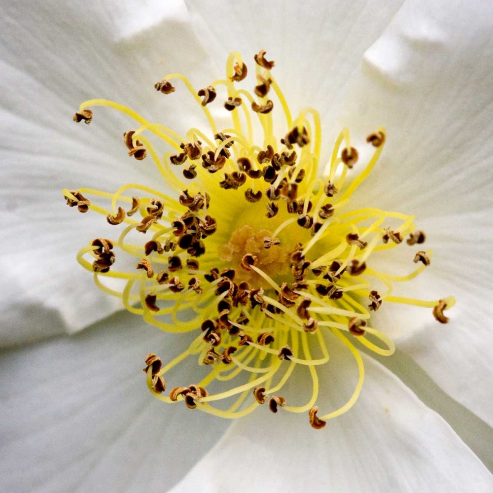 Art Print: Rose Center