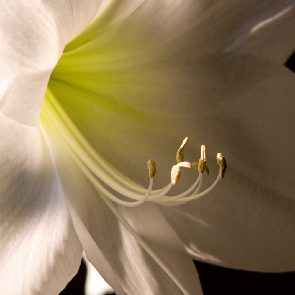 Art Print: Ivory Amarylis