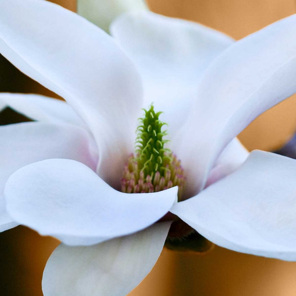 Art Print: Open Magnolia
