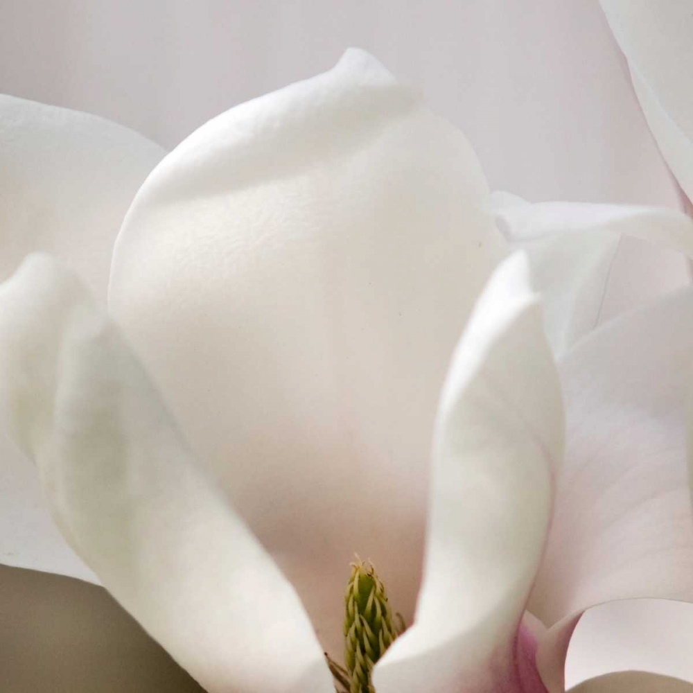 Art Print: Magnolia Detail