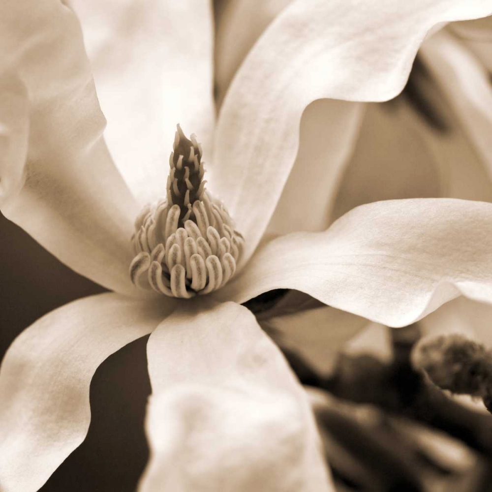 Art Print: Star Magnolia
