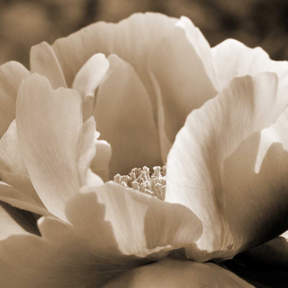 Art Print: Brilliant Peony