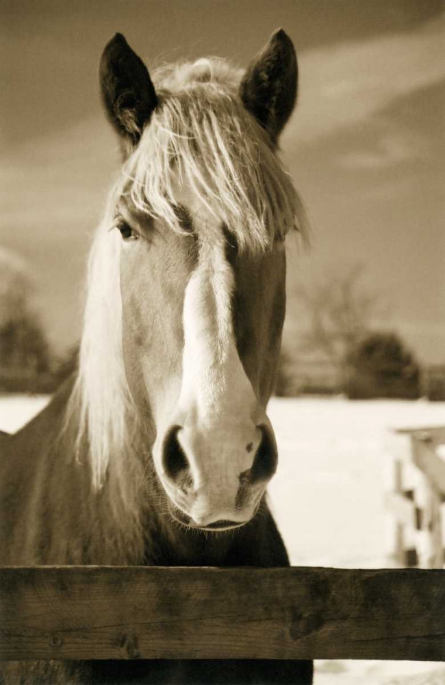 Art Print: At the Correl