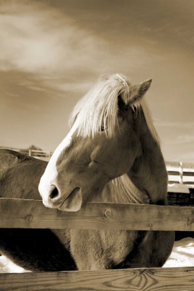 Art Print: At the Farm