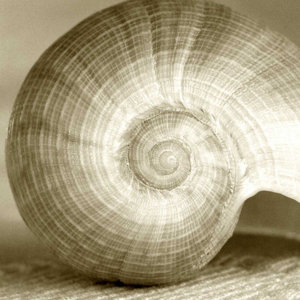 Art Print: Sepia Shell Life 1