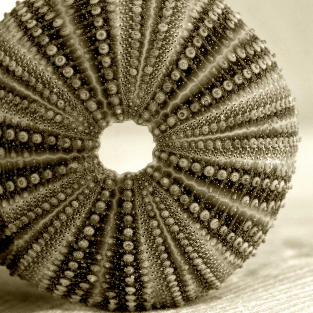 Art Print: Sepia Shell Life 2