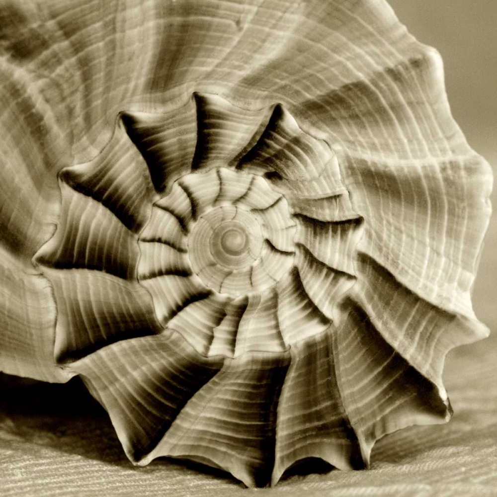 Wall art: Sepia Shell Life 3, by Amber Light Gallery