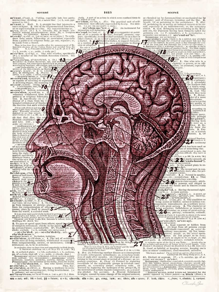 Wall Art Painting id:107140, Name: Vintage Anatomy Brain, Artist: James, Christopher