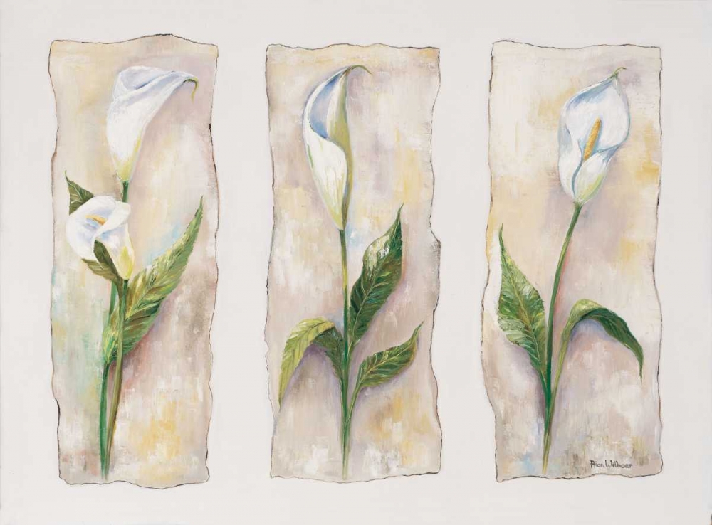 Wall Art Painting id:57972, Name: Aspects of arums, Artist: Withaar, Rian