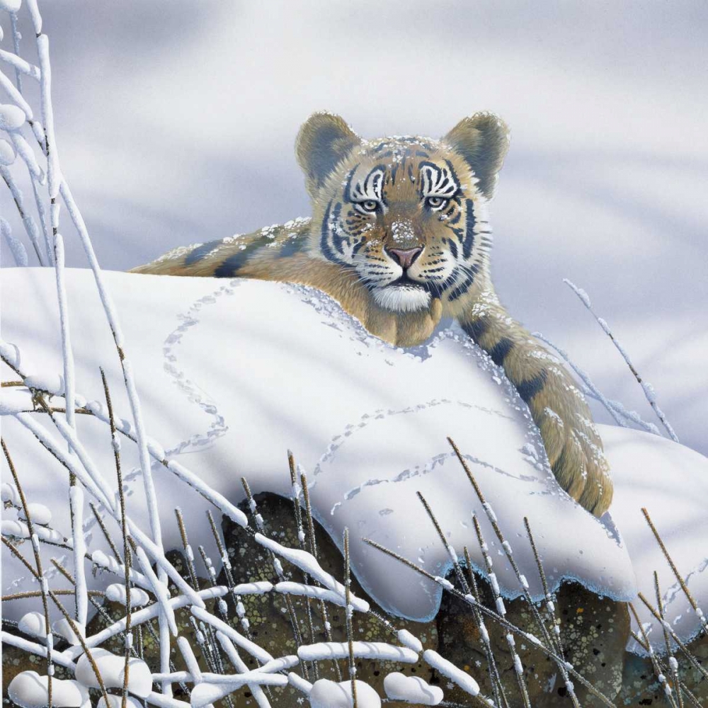 Wall Art Painting id:58112, Name: Tiger in the snow, Artist: Weenink, Jan