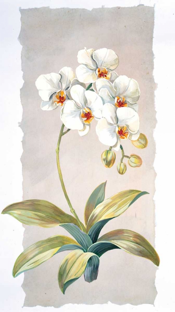 Wall Art Painting id:59086, Name: Orchid, Artist: Kumorek, Krysztov