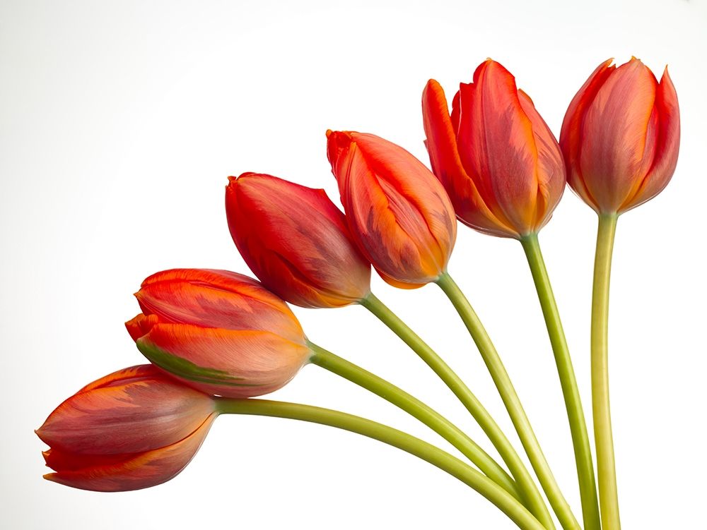 Wall Art Painting id:411083, Name: Tulip flowers, Artist: Frank, Assaf