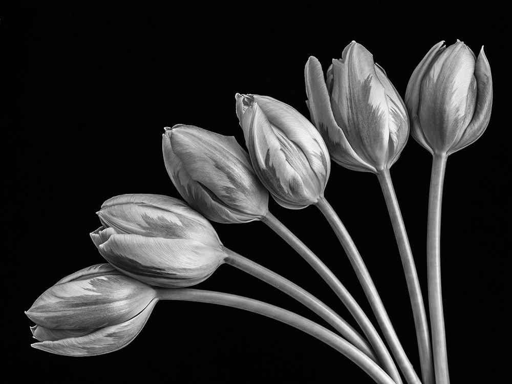 Wall Art Painting id:193709, Name: Tulip flowers in fan shape arrangment, FTBR-1816, Artist: Frank, Assaf