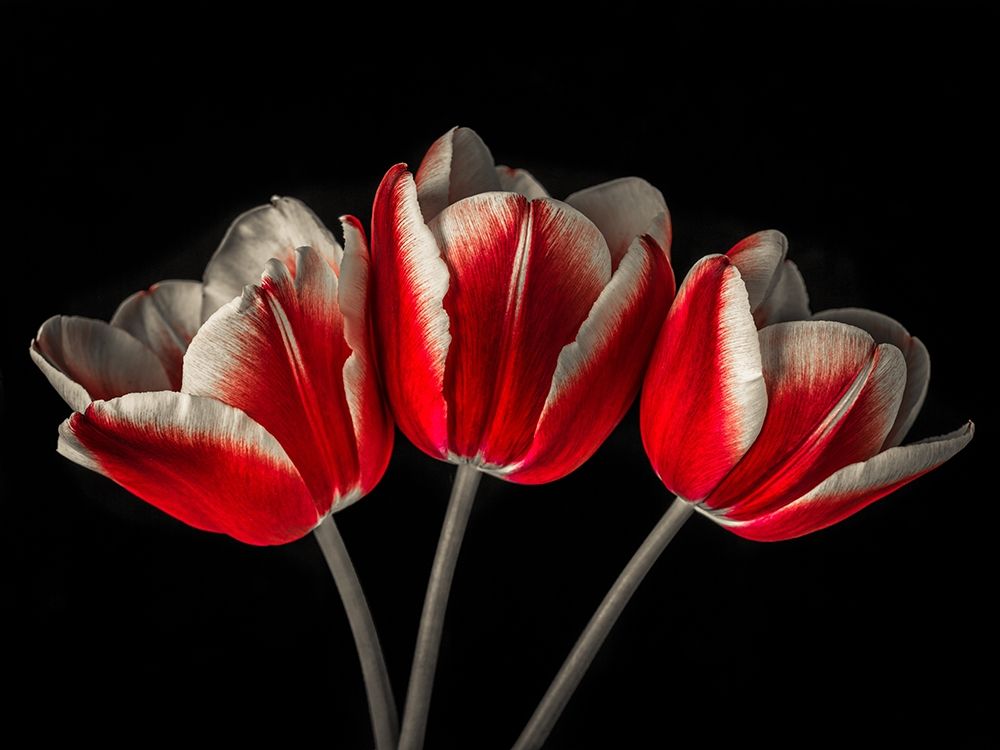 Wall Art Painting id:192396, Name: Tulip flowers on black background, Artist: Frank, Assaf