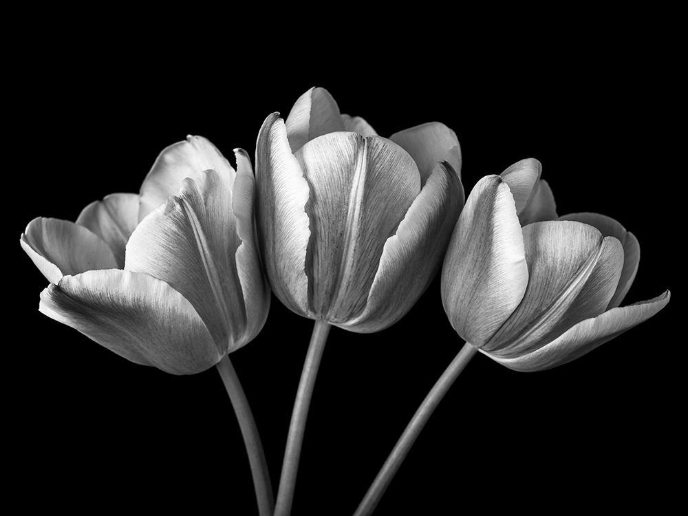 Wall art: Tulip flowers on black background, FTBR-1793, by Frank, Assaf