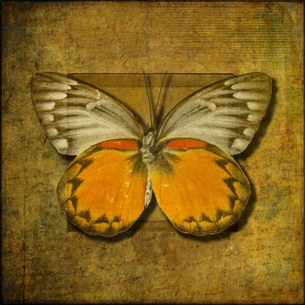 Wall Art Painting id:103299, Name: Colorful Butterfly with Vintage effects, Artist: Frank, Assaf