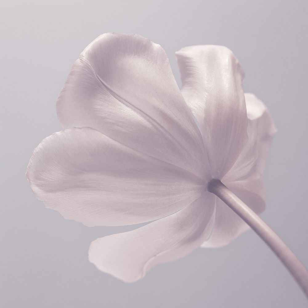 Wall Art Painting id:311089, Name: Tulip flower - Closeup, Artist: Frank, Assaf