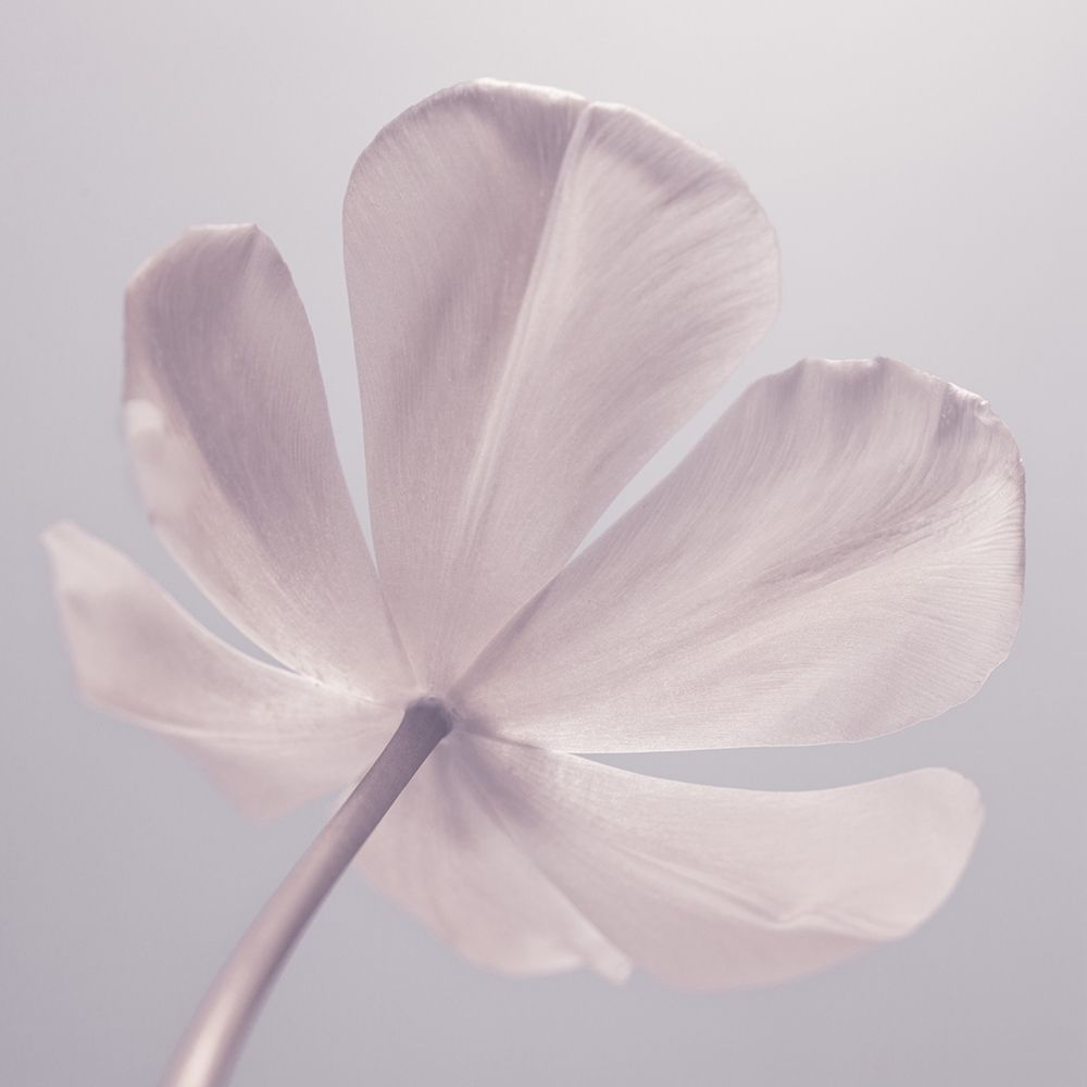 Wall Art Painting id:311090, Name: Tulip flower - Closeup, Artist: Frank, Assaf