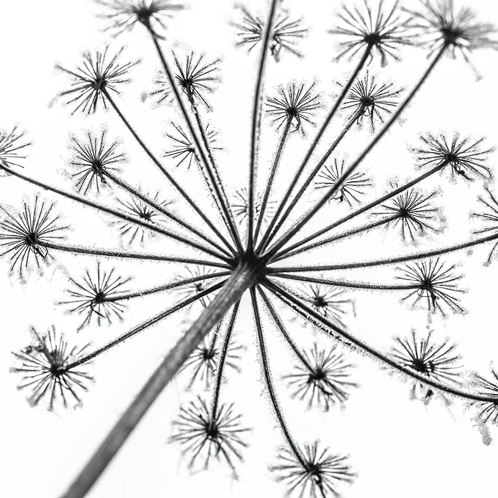 Wall Art Painting id:434317, Name: Frosty cow parsley, Artist: Frank, Assaf