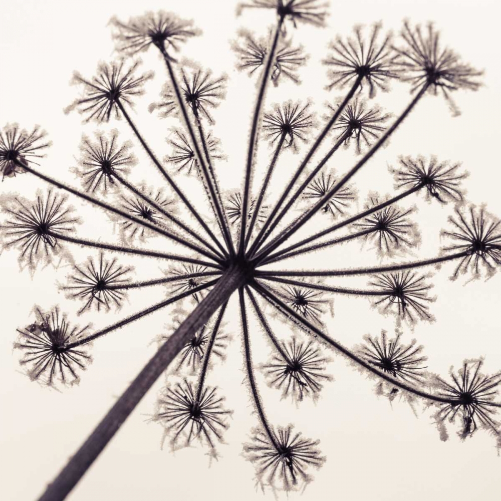 Wall art: Frosty autumn leaves, by Frank, Assaf