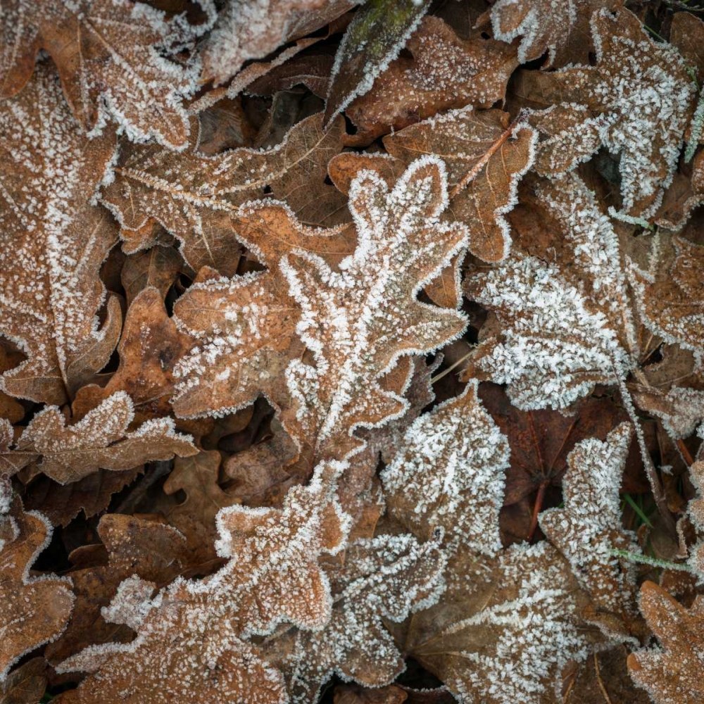 Wall art: Frosty cow parsley, by Frank, Assaf
