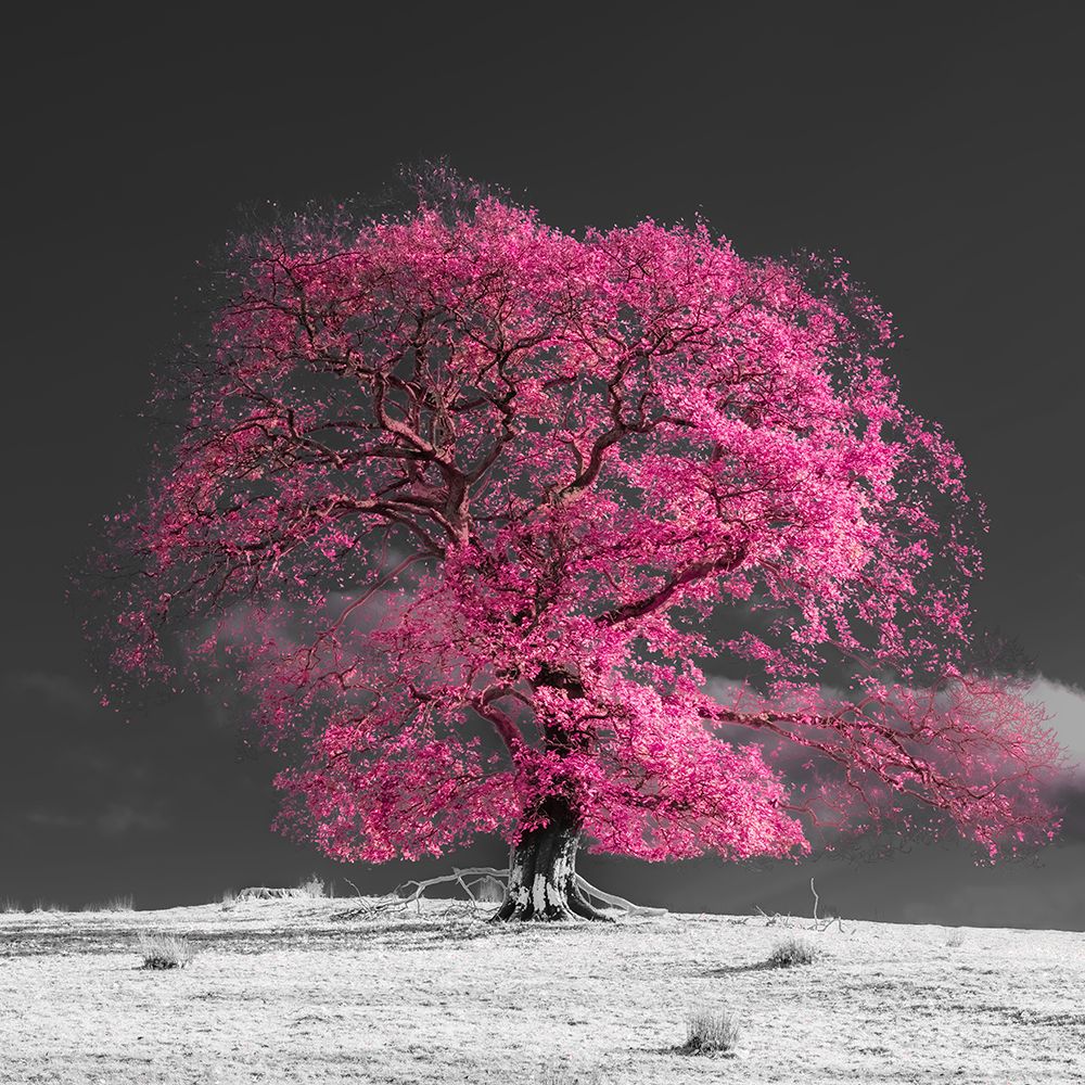 Wall Art Painting id:460928, Name: Tree on a hill-pink, Artist: Frank, Assaf